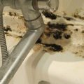 Как избавиться от грибка и плесени в ванной в домашних условиях