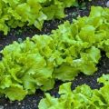 Листовой салат: виды, выращивание на гидропонике, в теплицах, как посадить семена, фото, видео