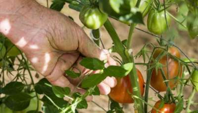 Когда обрезать листья у помидоров: как обрывать