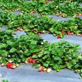 Выращивание садовой клубники в открытом грунте на даче: технология, как правильно посадить, уход, видео, фото