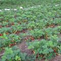 Выращивание садовой клубники в открытом грунте на даче: технология, как правильно посадить, уход, видео, фото