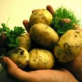 Съедобные корни и корнеплоды: свойства, о которых вы не знали