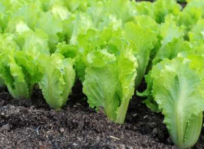 Листовой салат: виды, выращивание на гидропонике, в теплицах, как посадить семена, фото, видео