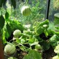 Арбузы и дыни в теплице: правильное выращивание, как сажать, поливать, формировать, фото, видео