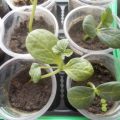 Арбузы и дыни в теплице: правильное выращивание, как сажать, поливать, формировать, фото, видео