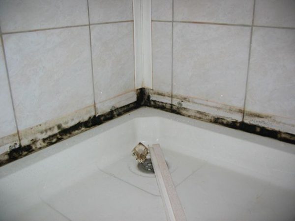 грибок на стене ванной