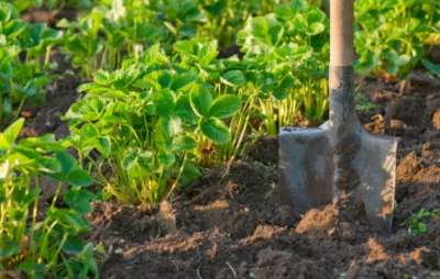 Как выращивать клубнику на участке дачном участке?