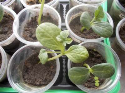 Как правильно выращивать арбузы и дыни в теплице?